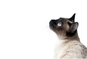 חלום על חתול