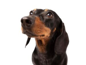 חלום על כלב