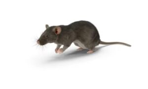 חלום על עכברים